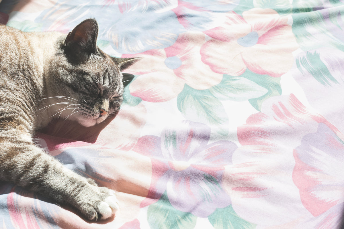 灰猫躺在阳光下