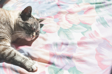grey cat lays in sun
