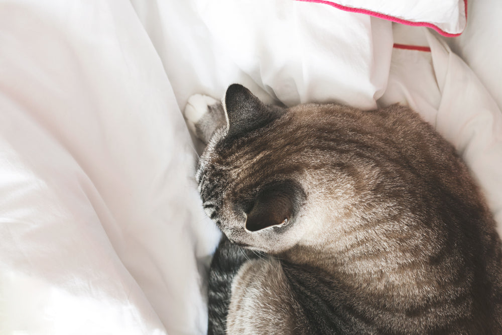 grey cat lying on bed