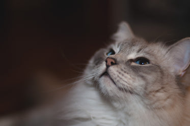 grey cat with blue eyes