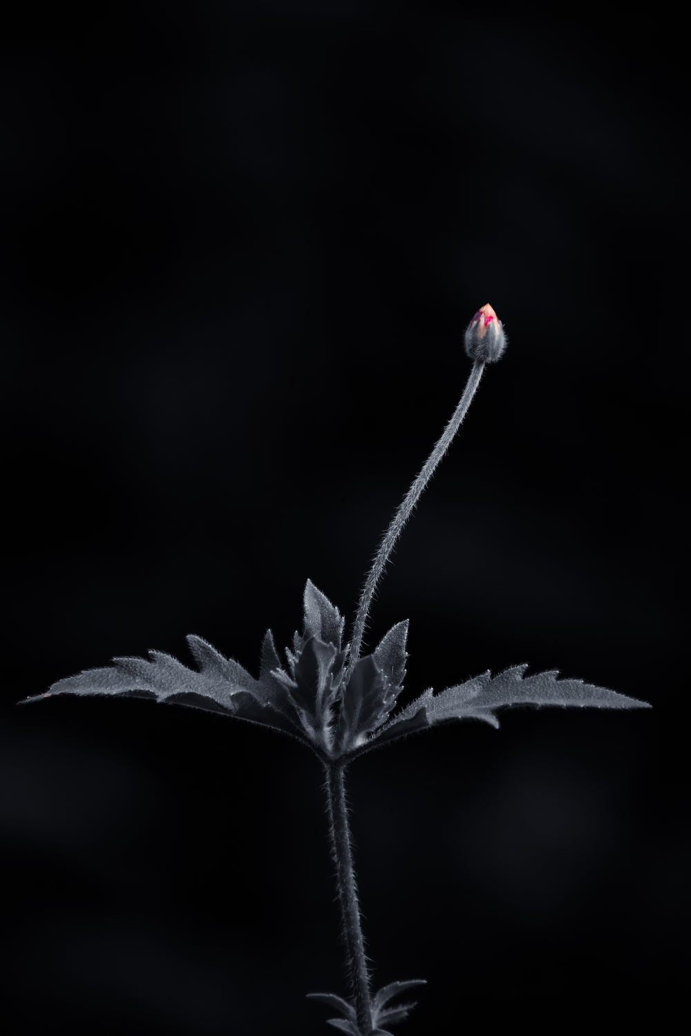 grey flower stem with a soft pink flower bud