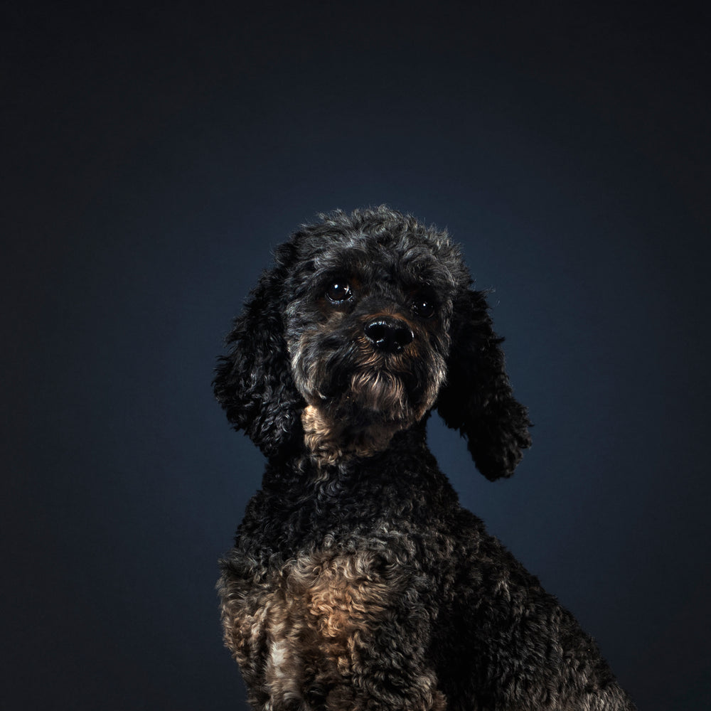 grey poodle dog tilting head