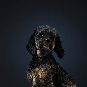 grey poodle dog tilting head