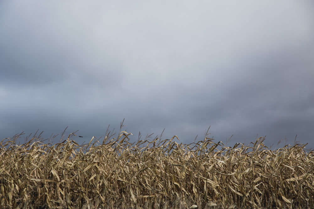 grey storm clouds over dry farm field