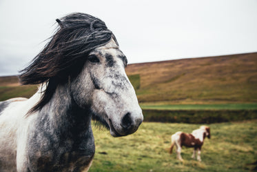 grey & white horse