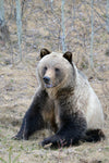 grizzly bear in forrest