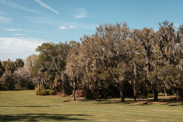 groomed grass borders florida park palm grove