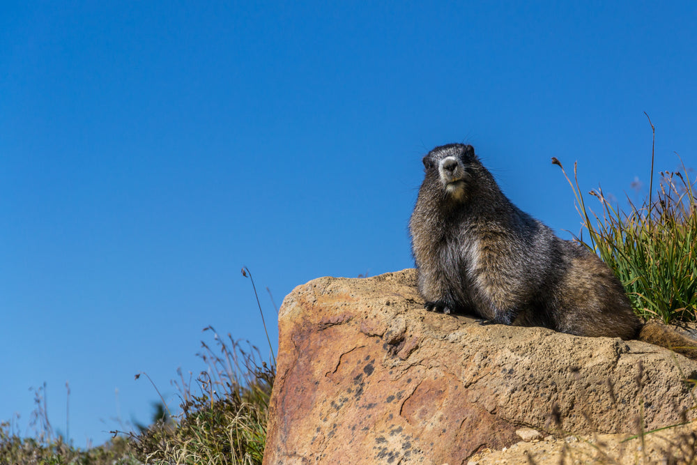 groundhog poses