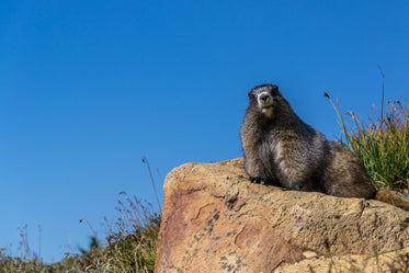 groundhog poses