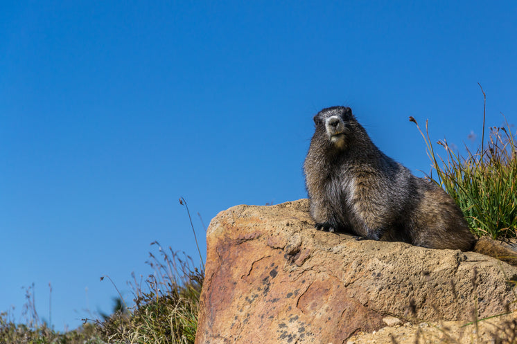 groundhog-poses.jpg?width=746&format=pjpg&exif=0&iptc=0