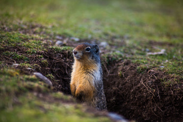 groundhog scopes his surroundings