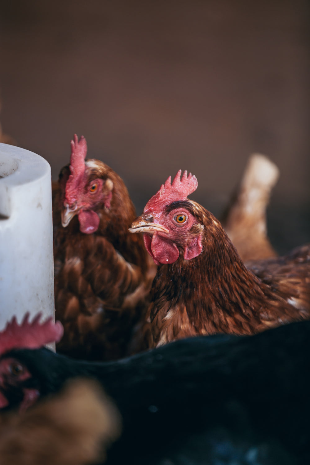 group of farm chickens