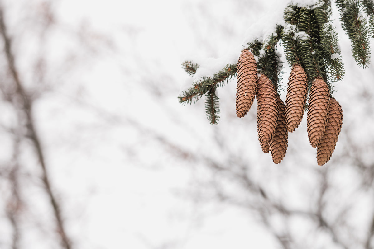 group of pinecones on branch