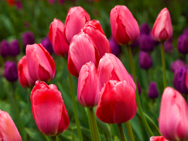 group of red tulips