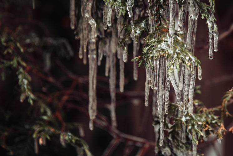 groups-of-icicles-hang-from-a-trees-bran