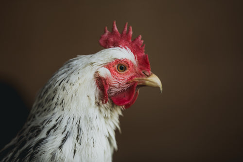 grumpy-looking chicken