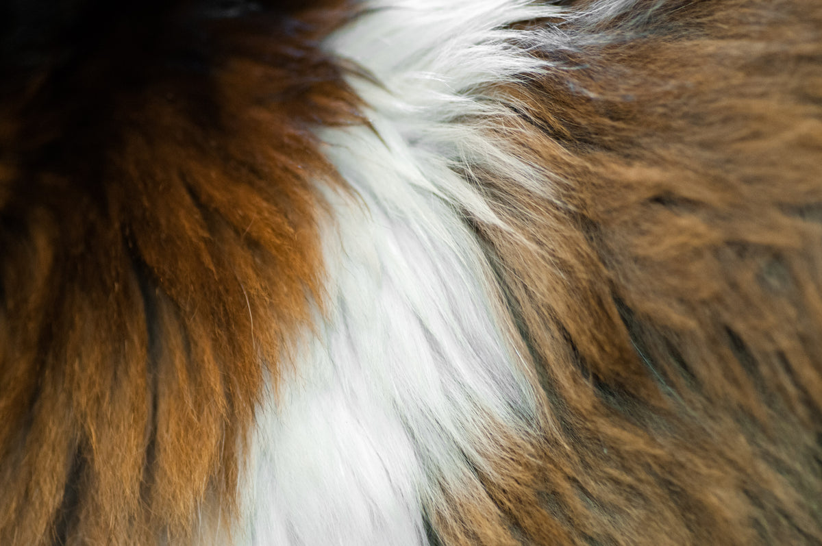 guinea pig fur close up