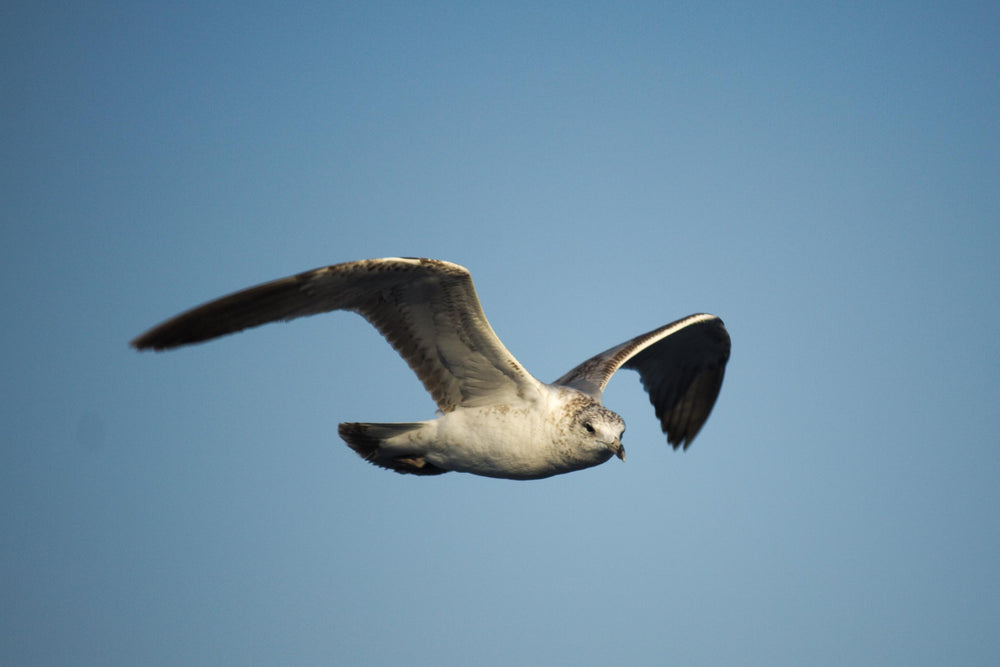 gull in flight