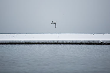 gull over snowy harbor