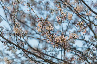 half bloomed cherry blossom tree