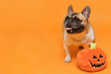 halloween dog with jack o lantern