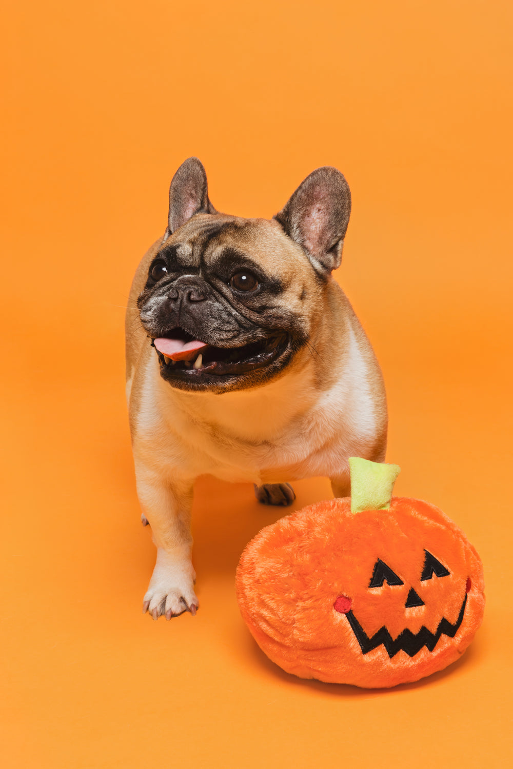 halloween puppy