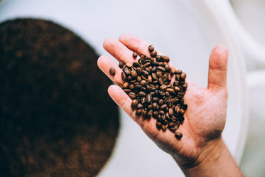 hand full of roasted coffee