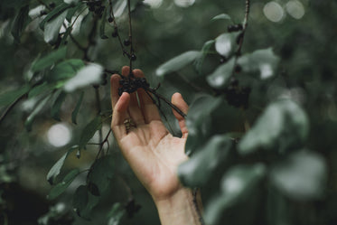 hand grabs tree berries