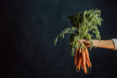 hand gripping the top of a bunch of carrots