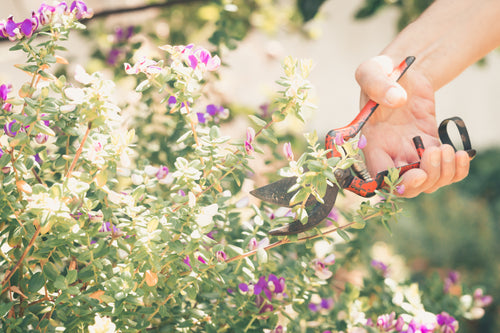 hand grips a gardening tool to cut back a plant
