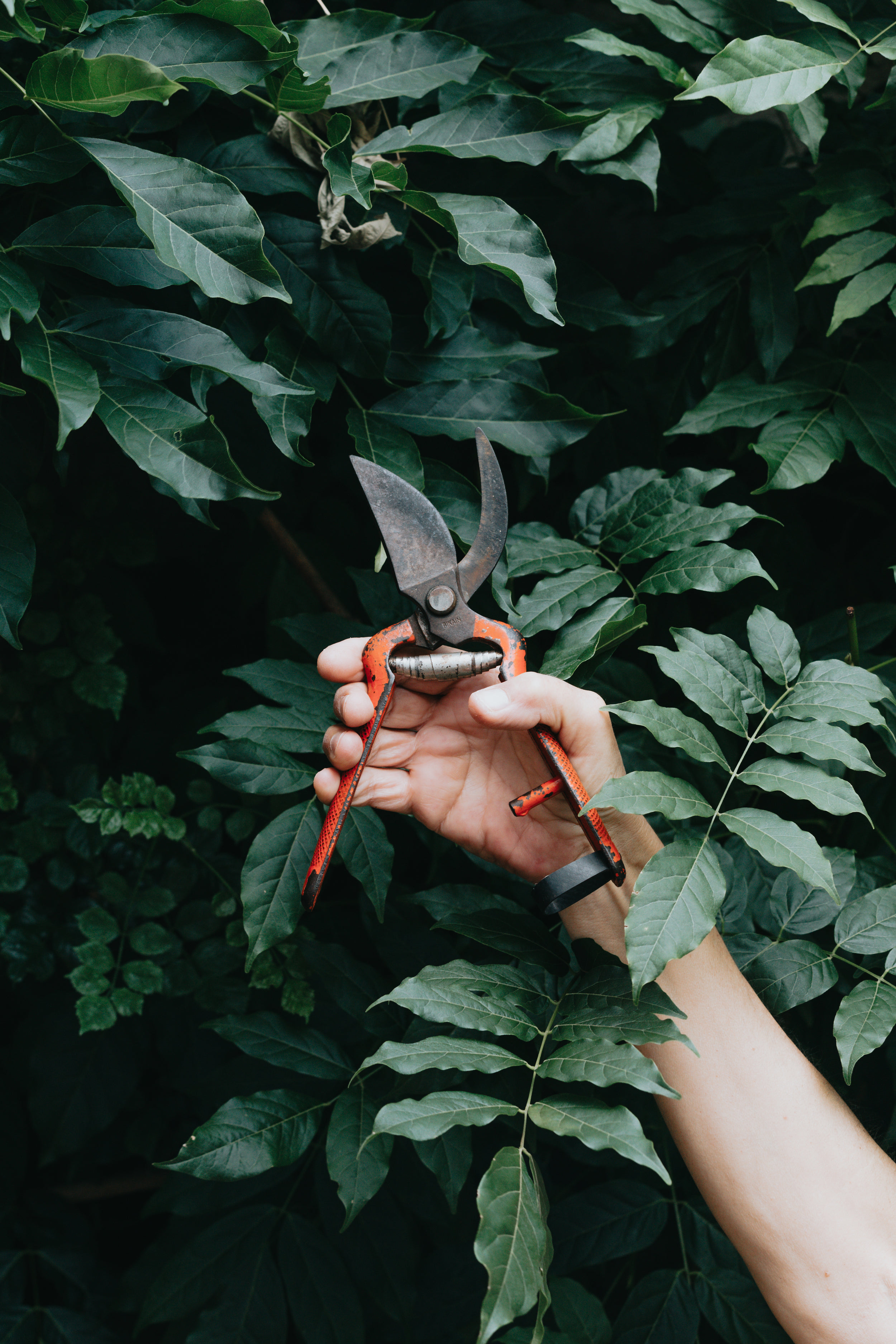 Gardening tool held in front of a green tree