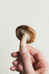 hand holding a mushroom