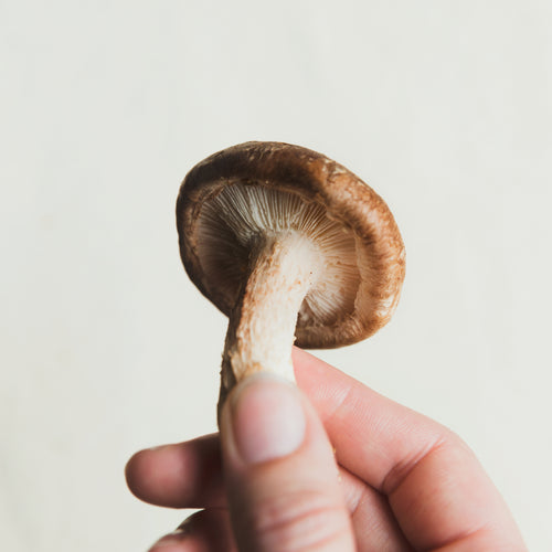 Hand Holding A Mushroom