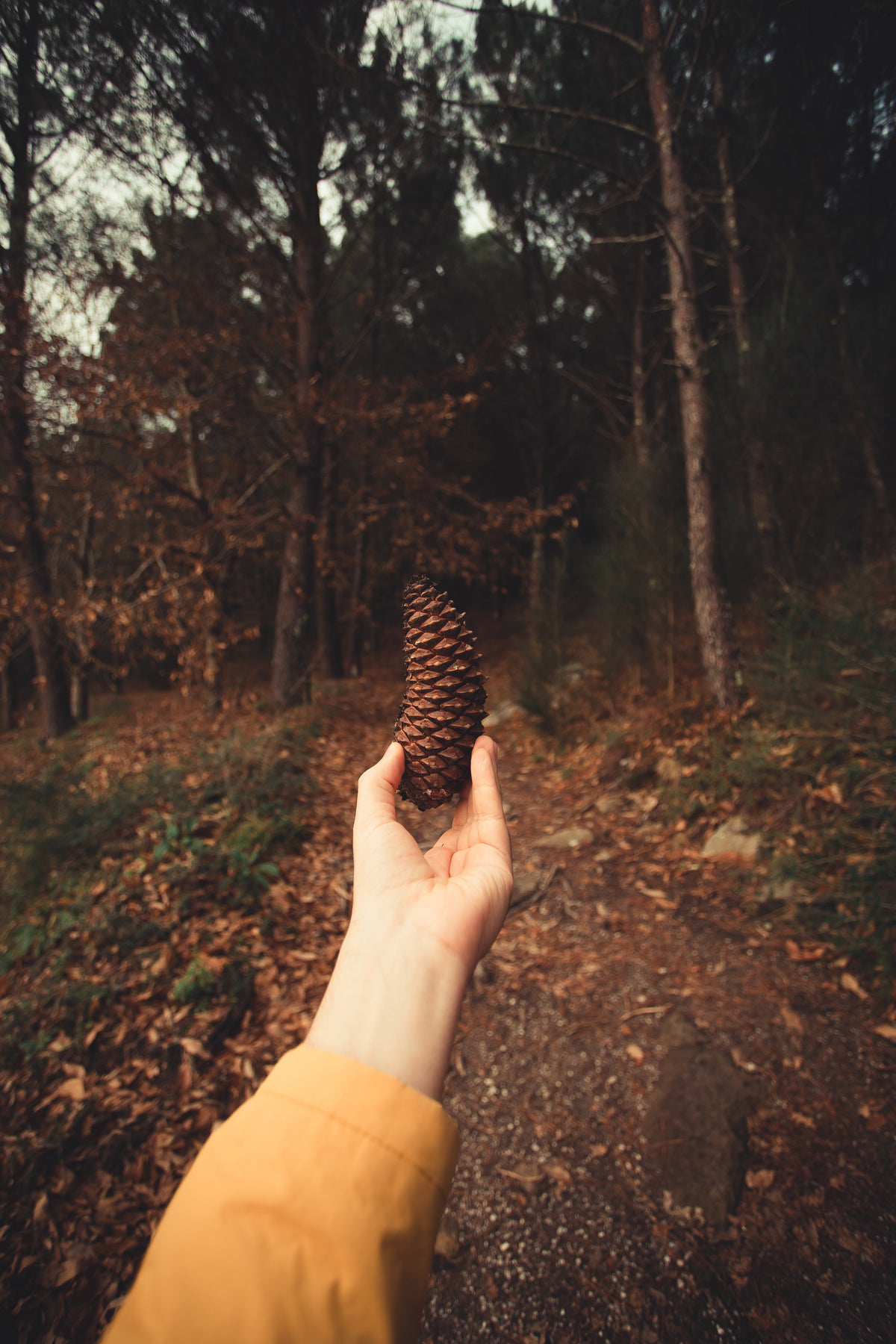 hand holding a pinecone in the forest