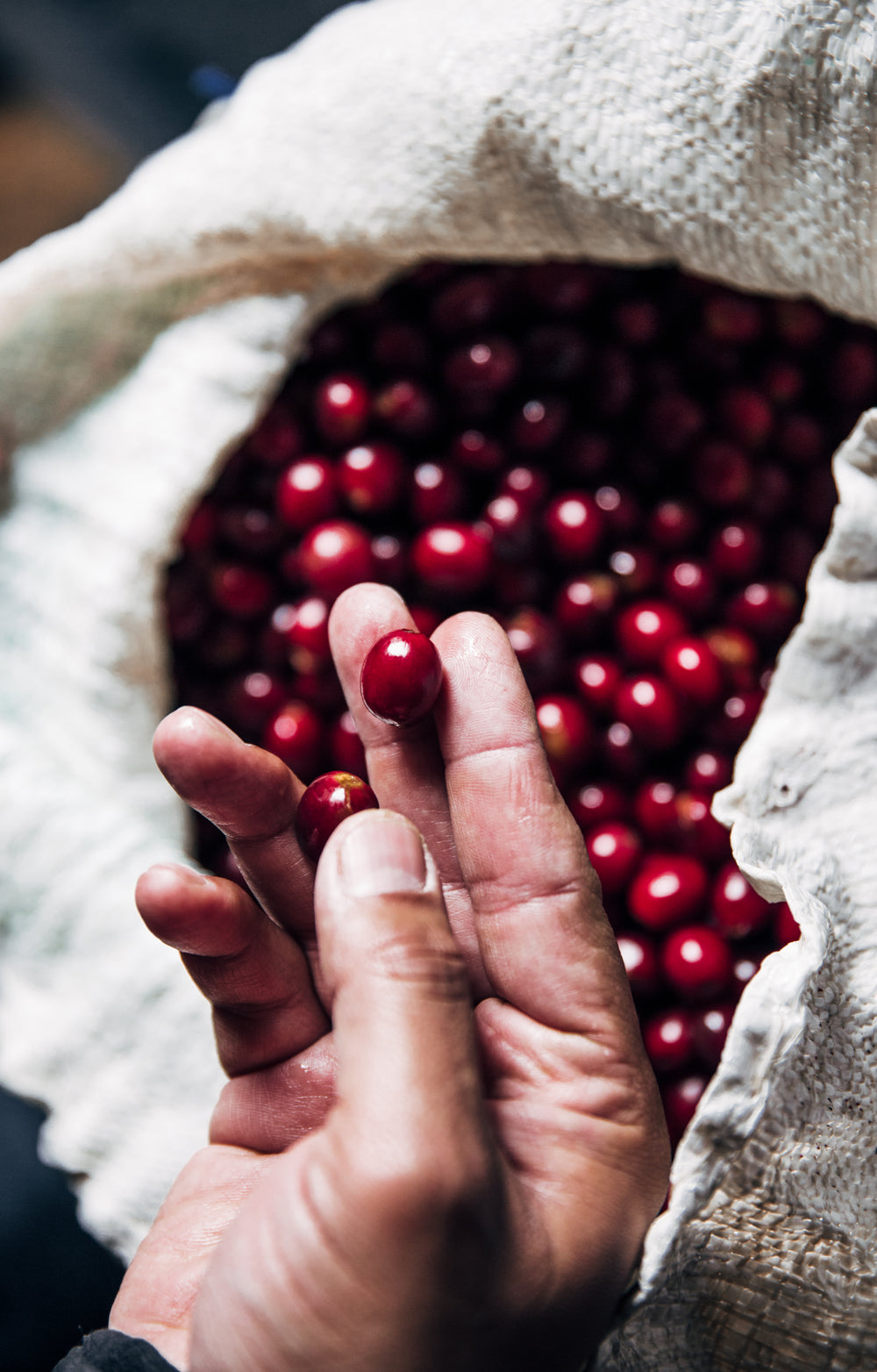 hand holding freshly picked coffee