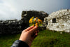 hand holding irish wildflowers