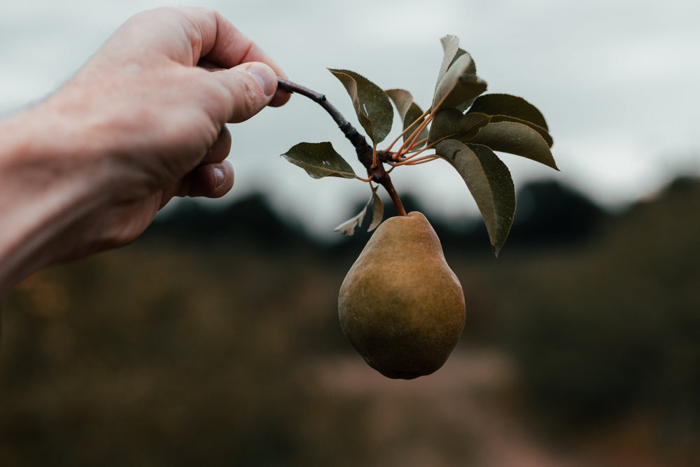 hand holding pear still on the branch