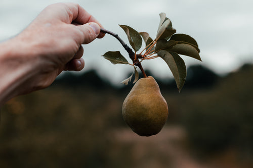 hand holding pear still on the branch