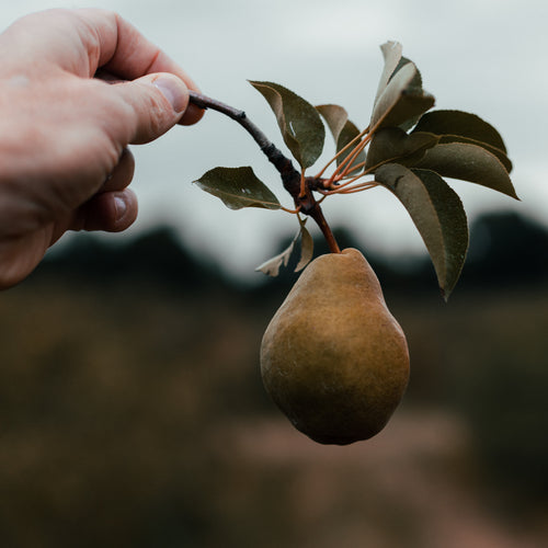 Hand Holding Pear Still On The Branch
