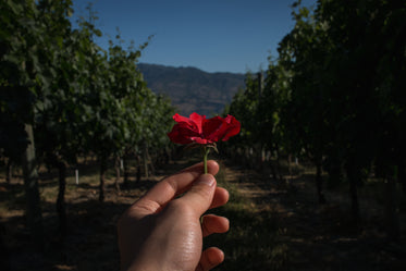 hand holding red flower in front of orchard