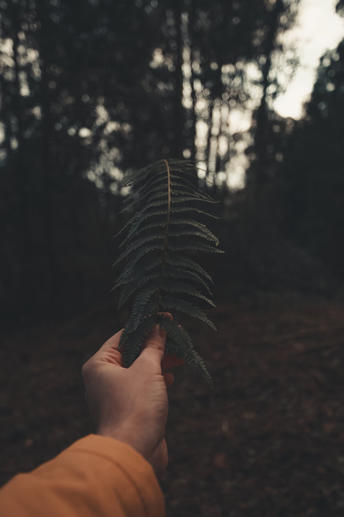 hand holding single fern leaf