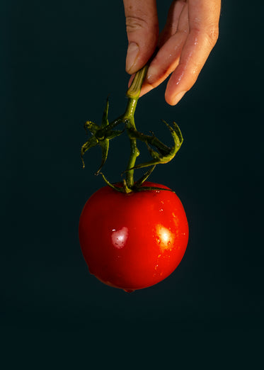 hand holds a wet tomato by the stem
