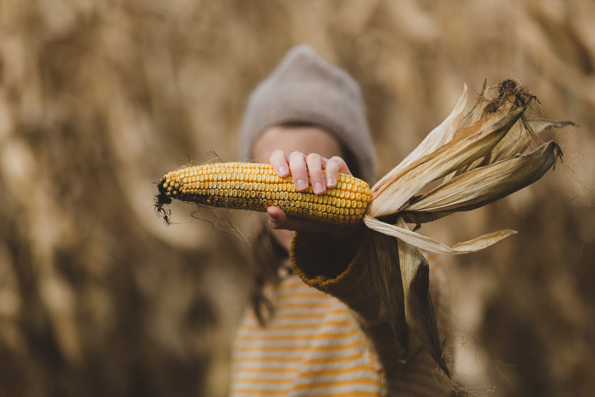 hand holds corn in fall
