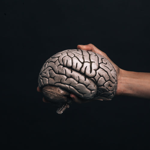 Hand Holds Model Brain