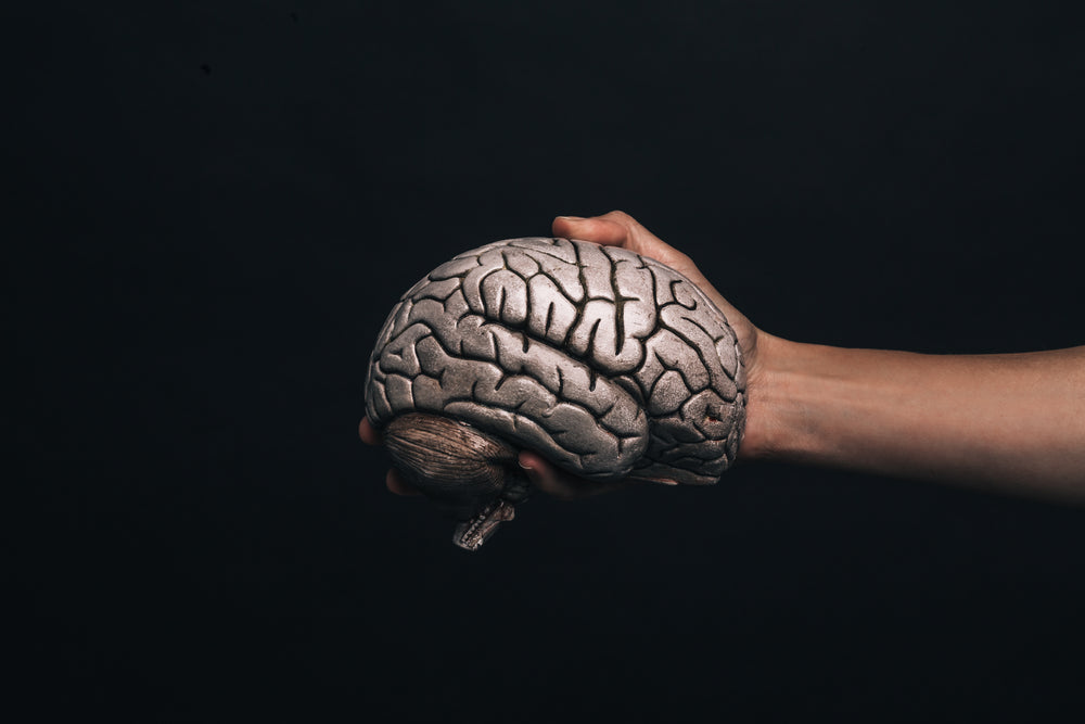 hand holds model brain