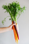 hand holds rainbow carrots