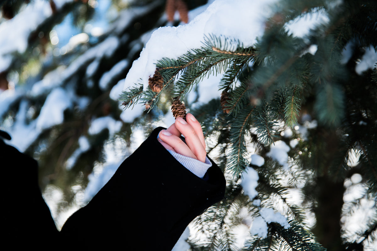 hand in snowy pine tree