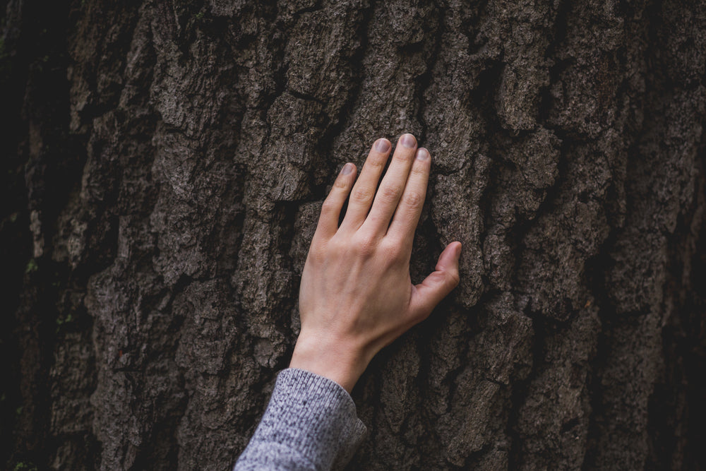 hand on tree bark