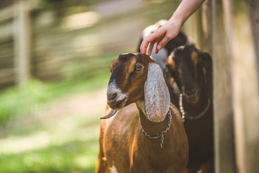 hand petting goat