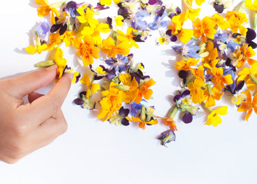 hand picks from scattered flower petals